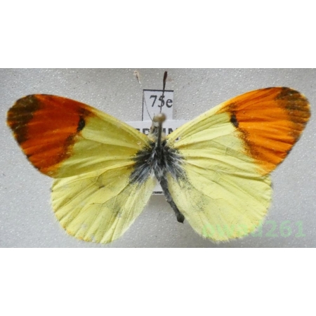 Anthocharis belia (Linnaeus, 1767) Spain75e